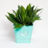 Planta Cinta Verde Mini