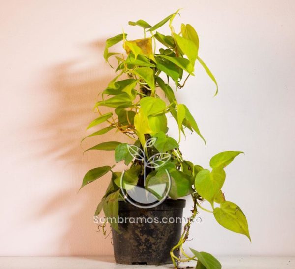 Planta Cordatum Amarillo