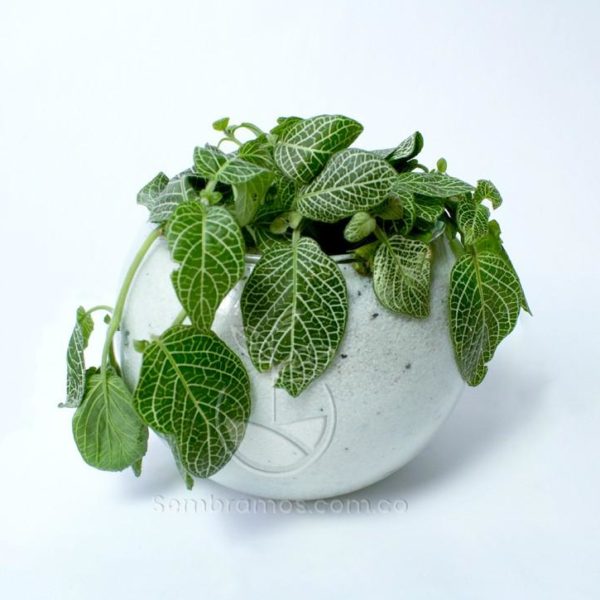 Planta Fittonia verde en bola de vidrio