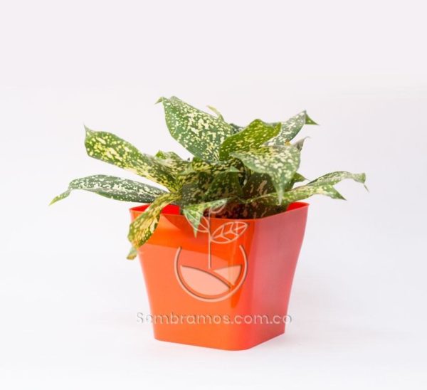 Planta Florida Beauty Mini en Maceta Quadria Naranja