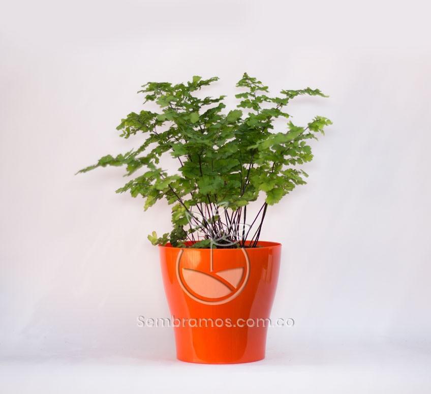 Planta Helecho Cilantrillo en Maceta Synue Naranja