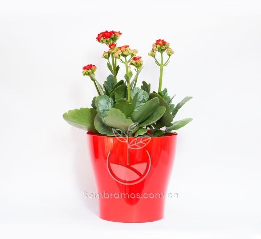 Planta Kalanchoe Rojo en Maceta Synue 15 cm Rojo