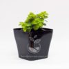 Planta Monedita en Maceta Quadria 9 cm Negra