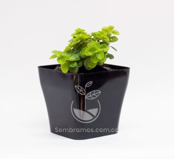 Planta Monedita en Maceta Quadria 9 cm Negra