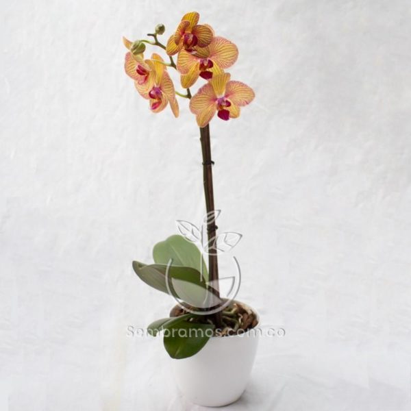 Planta Orquídea Phalaenopsis Amarilla