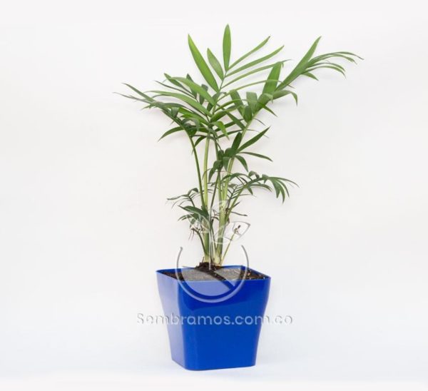 Planta Palma Bella en Maceta Quadria 9 cm Azul Oscuro