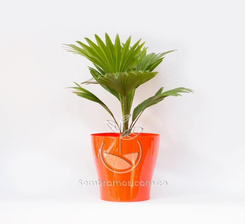 Planta Palmera Livistona en Maceta Synue 15 cm Naranja