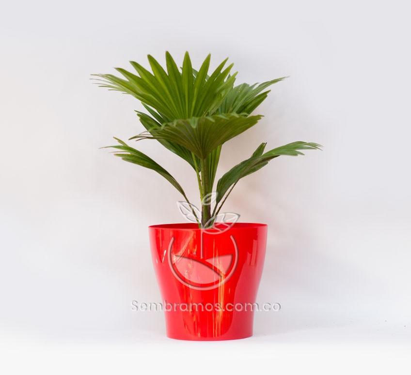 Planta Palmera Livistona en Maceta Synue 15 cm Rojo