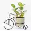 Planta Peperomia Verde en Porta Macetas Bicicleta