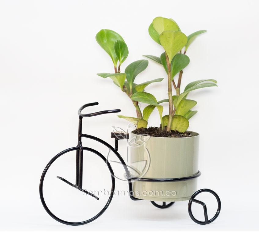 Planta Peperomia Verde en Porta Macetas Bicicleta