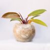 Planta Philodendron Congo Rojo en Bola de Vidrio #15