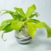 Planta Philodendron Limon en Bola de vidrio 15 cm