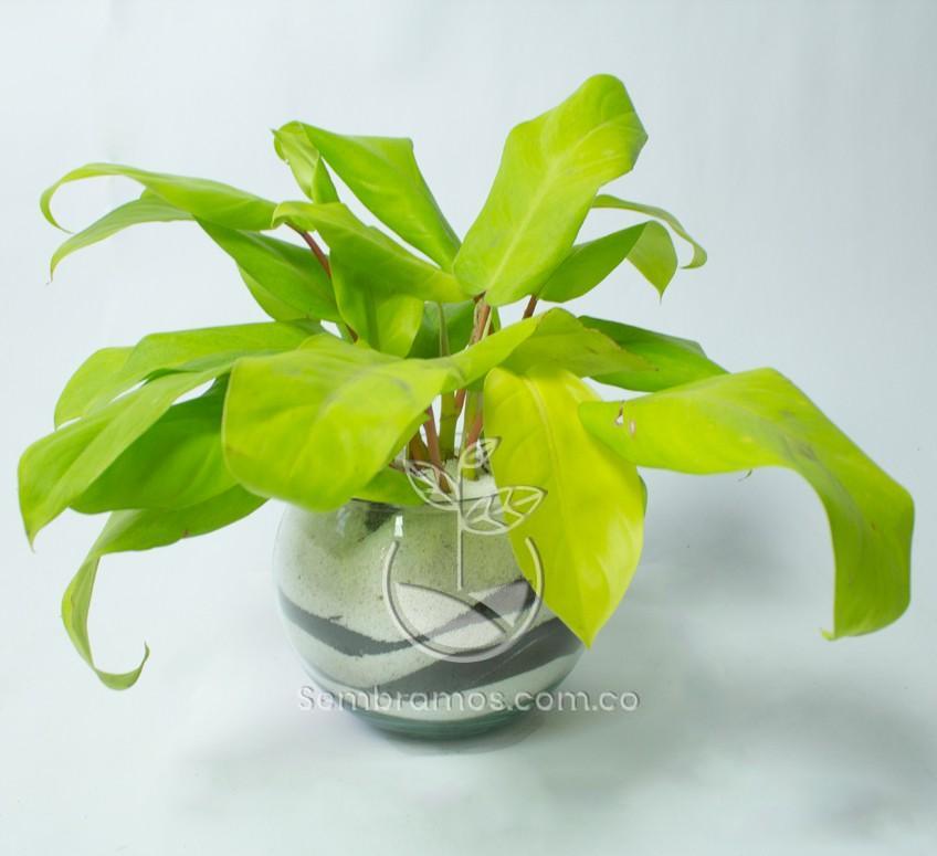 Planta Philodendron Limon en Bola de vidrio 15 cm