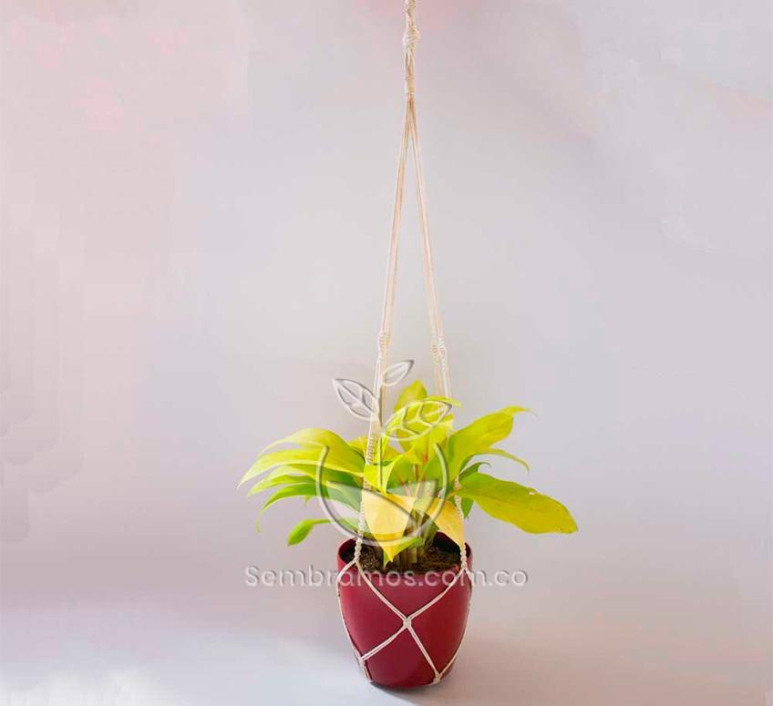 Planta Philodendron Limon en Maceta Bahía Roja con macramé