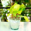 Planta Philodendron Limon en Maceta de vidrio 15 cm