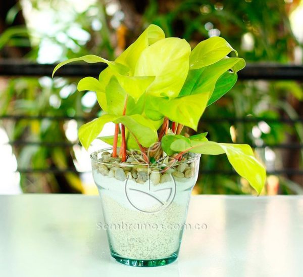 Planta Philodendron Limon en Maceta de vidrio 15 cm