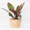 Planta Philoendron Congo Rojo en Maceta Barril 20 cm Crema