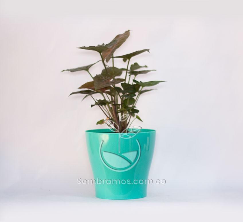 Planta Singonium Rojo en Maceta Synue 15 cm Azul Claro