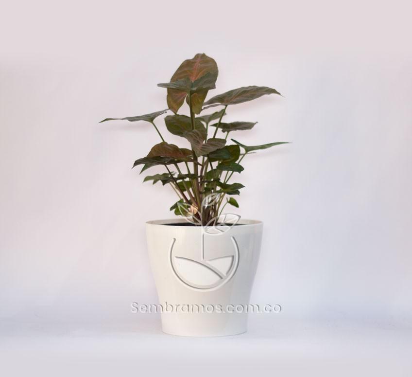 Planta Singonium Rojo en Maceta Synue 15 cm Blanca
