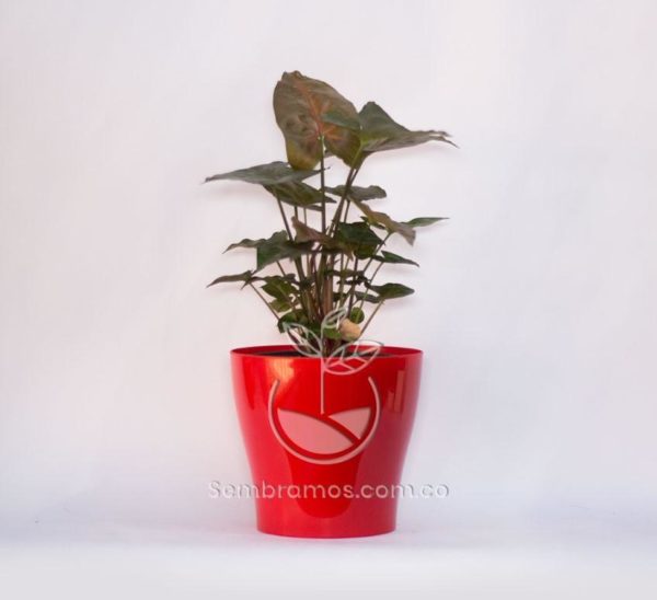 Planta Singonium Rojo en Maceta Synue 15 cm Rojo