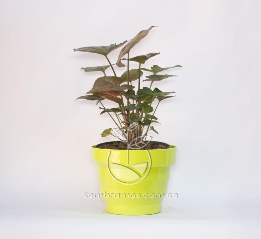 Planta Singonium Rojo en Maceta Vertigo 16 cm Verde Limon