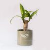 Planta Tronco de Brasil Mini en Maceta Decorativa Miu Romero