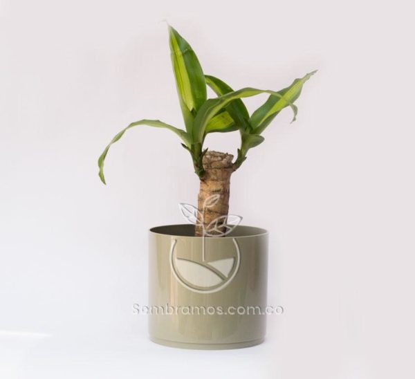 Planta Tronco de Brasil Mini en Maceta Decorativa Miu Romero
