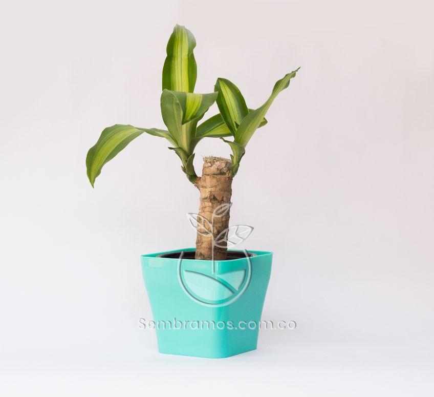 Planta Tronco de Brasil Mini en Maceta Quadria 9 cm Azul Aguamarina