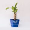 Planta Tronco de Brasil Mini en Maceta Quadria 9 cm Azul Oscuro