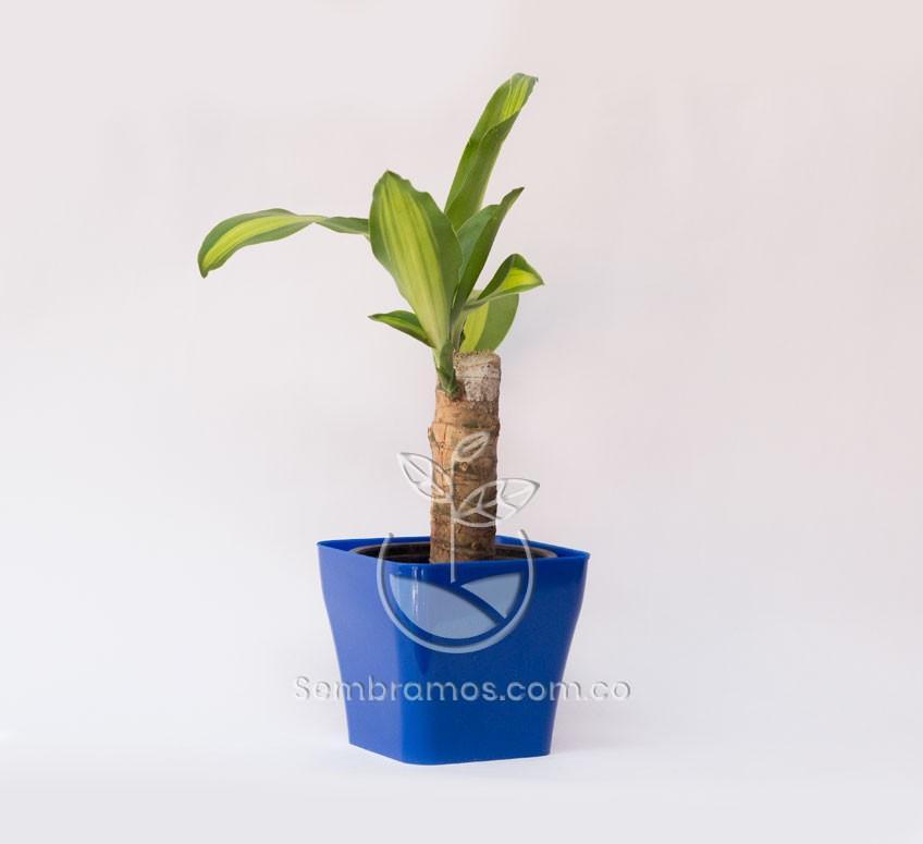 Planta Tronco de Brasil Mini en Maceta Quadria 9 cm Azul Oscuro