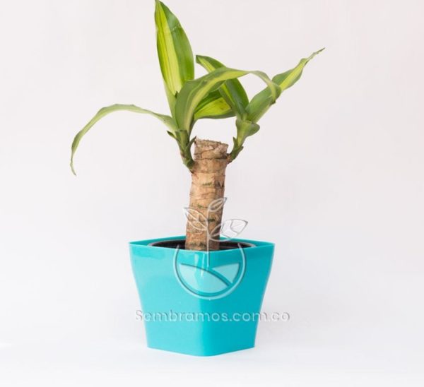 Planta Tronco de Brasil Mini en Maceta Quadria 9 cm Azul Otalo