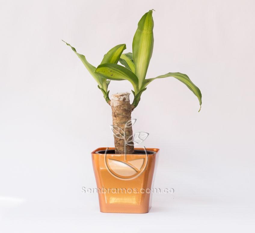 Planta Tronco de Brasil Mini en Maceta Quadria 9 cm Dorada