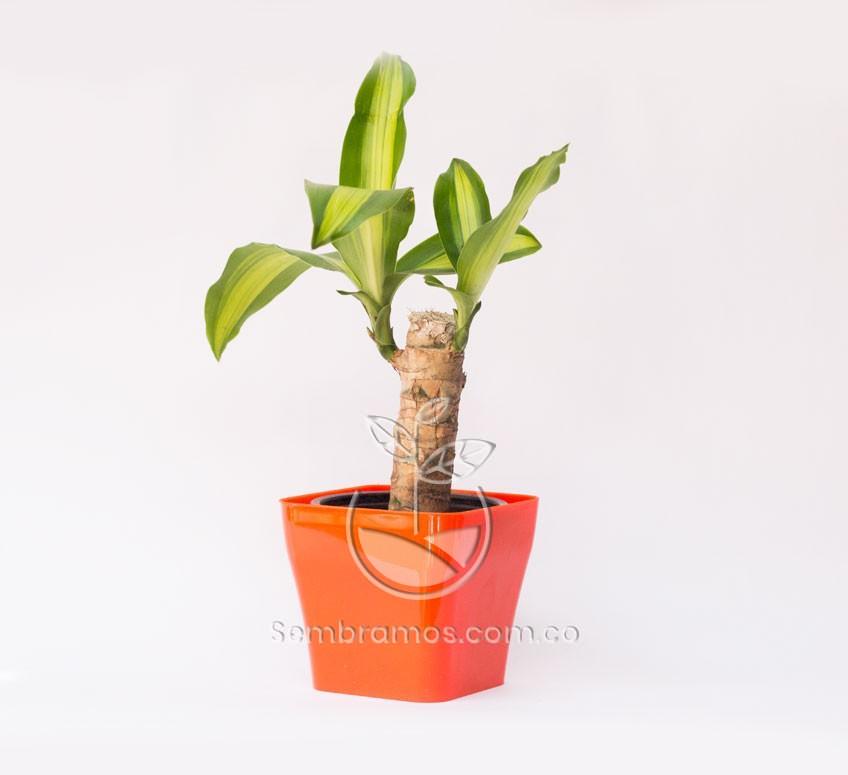 Planta Tronco de Brasil Mini en Maceta Quadria 9 cm Naranja