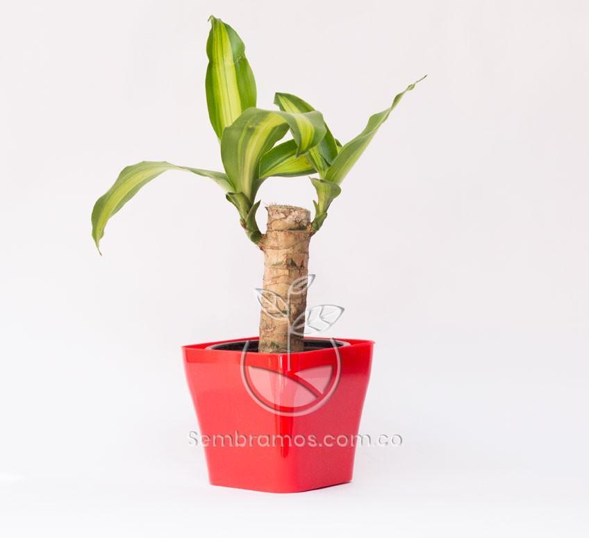 Planta Tronco de Brasil Mini en Maceta Quadria 9 cm Rojo