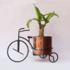 Planta Tronco de Brasil Mini en Porta Macetas Bicicleta