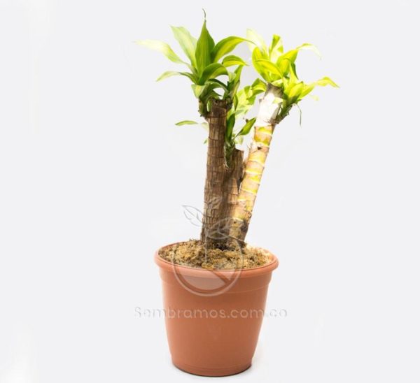 Planta Tronco de Brasil en Maceta Común 30 cm + Plato