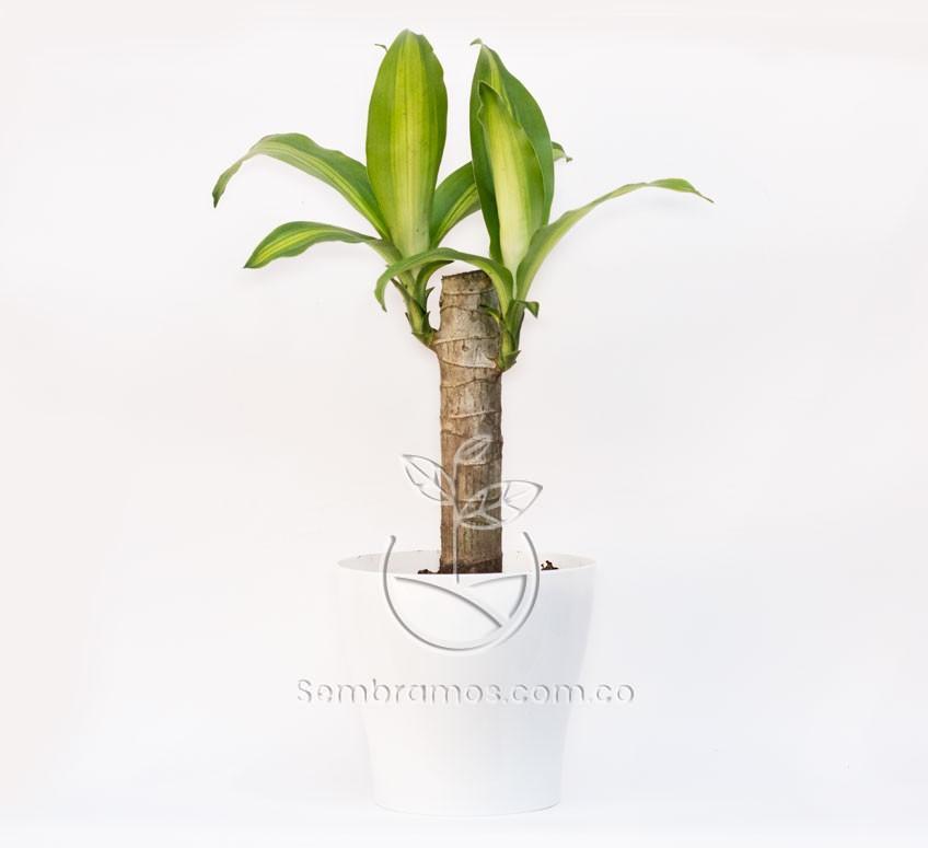 Planta Tronco de Brasil en Maceta Synue 15 cm Blanca