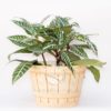 Planta aphelandra en maceta Barril 20 cms Crema