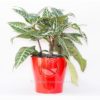 Planta aphelandra en maceta Rojo