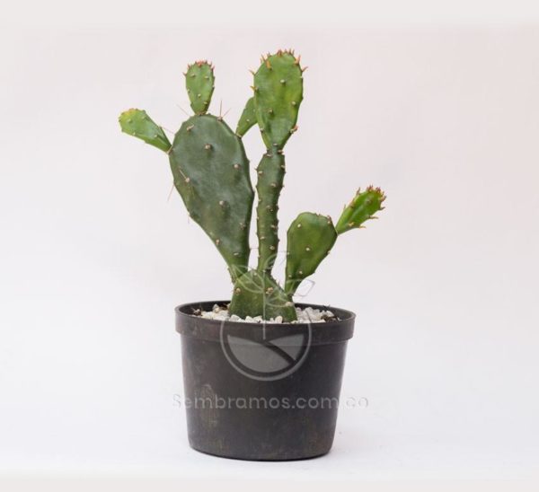 Planta cactus desert