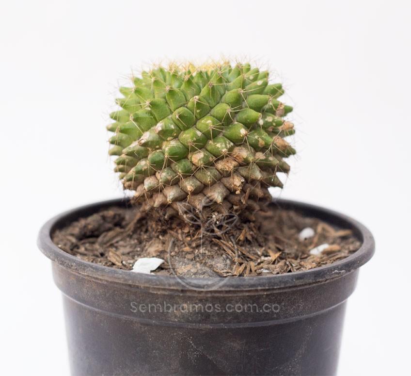 Planta cactus utah