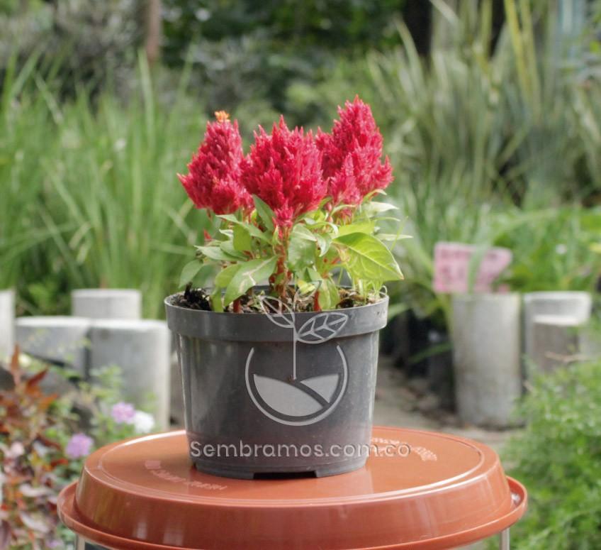 Planta celosia plumosa Roja