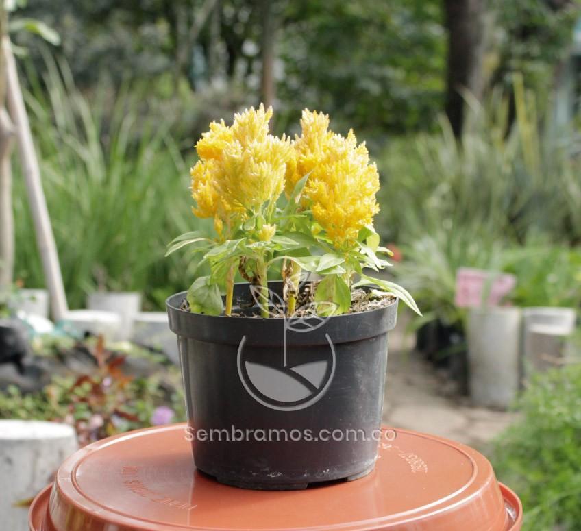 Planta celosia plumosa amarilla