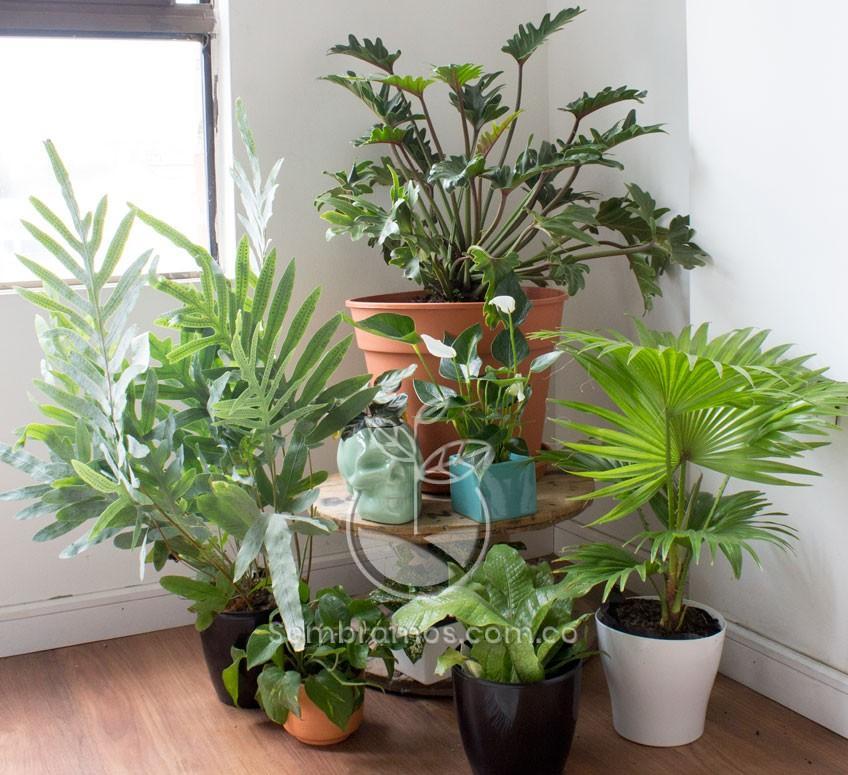 Set de plantas decorativas para la sala