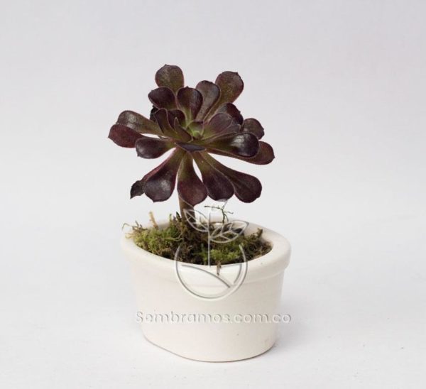 Suculenta Rosa Negra (Aeonium arboreum) | Sembramos