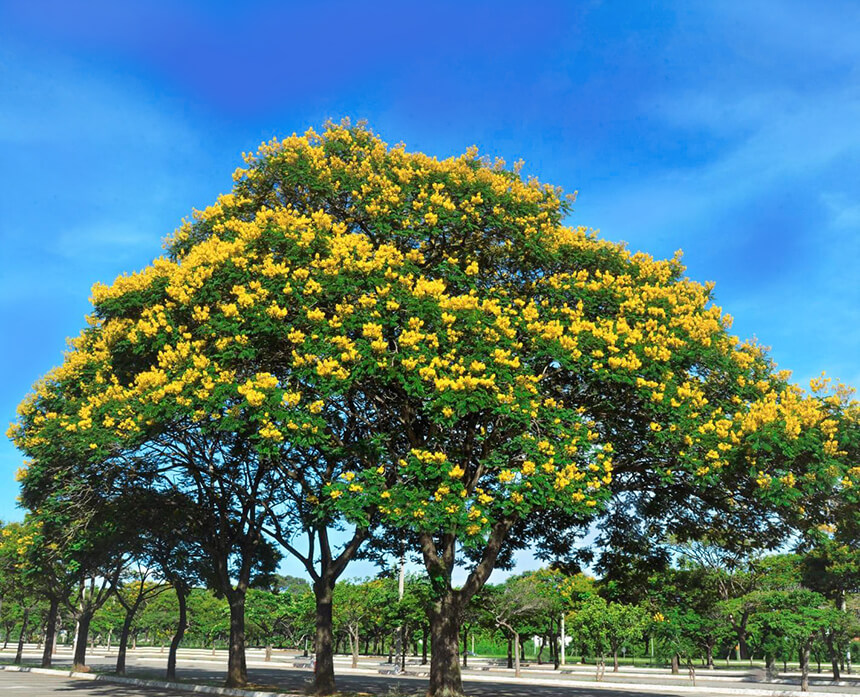 árbol acacia amarilla