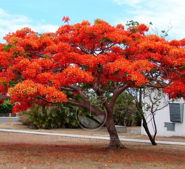 Árbol Acacia Roja (Delonix regia)