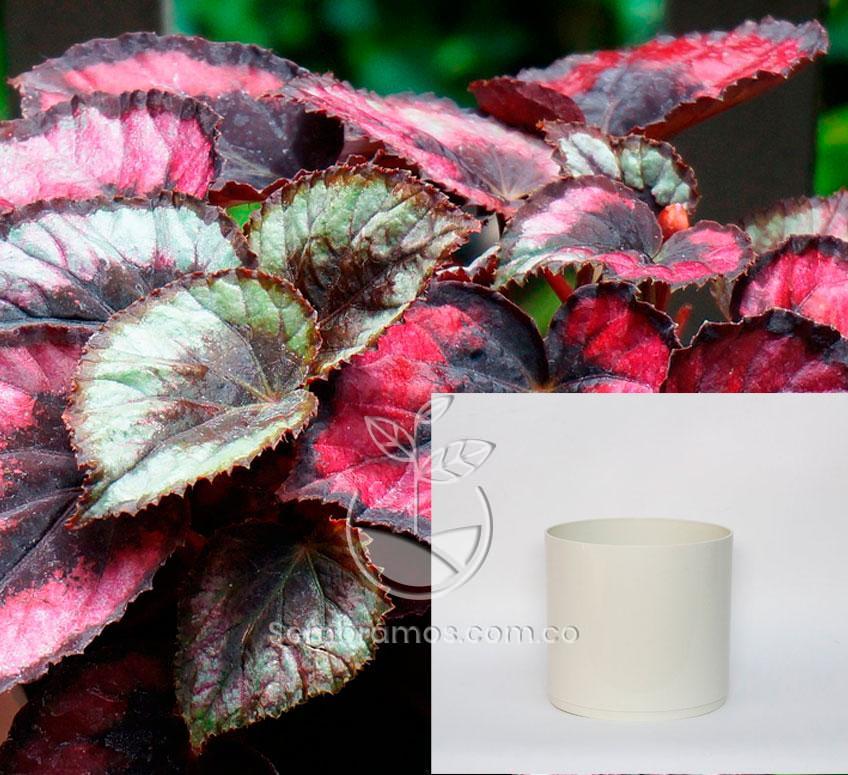 Planta Begonia Hoja | Begonia Rex | Maceta Plástica | Maceta Decorativa | Maceta Color Blanca