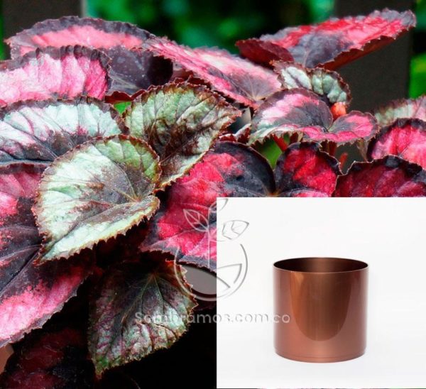 Planta Begonia Hoja | Begonia Rex | Maceta Plástica | Maceta Decorativa | Maceta Color Cobre