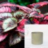 Planta Begonia Hoja | Begonia Rex | Maceta Plástica | Maceta Decorativa | Maceta Color Romero